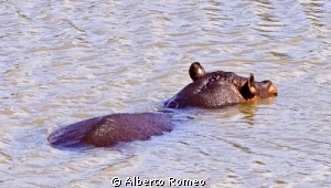 Hippo swiming in a little lake in Kruger Park South Africa by Alberto Romeo 